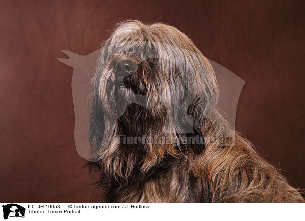 Tibetan Terrier Portrait / JH-10053