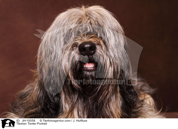 Tibetan Terrier Portrait / JH-10058