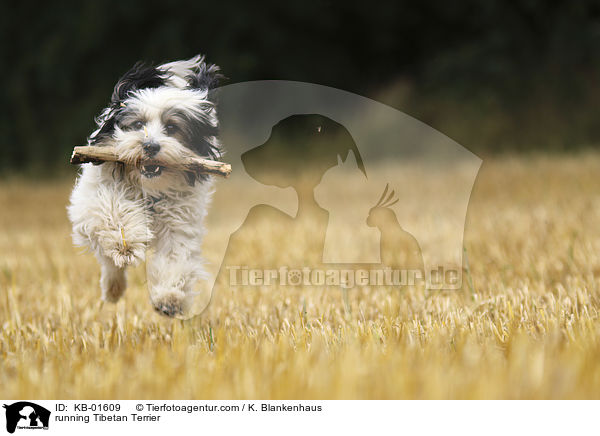 rennender Tibet Terrier / running Tibetan Terrier / KB-01609