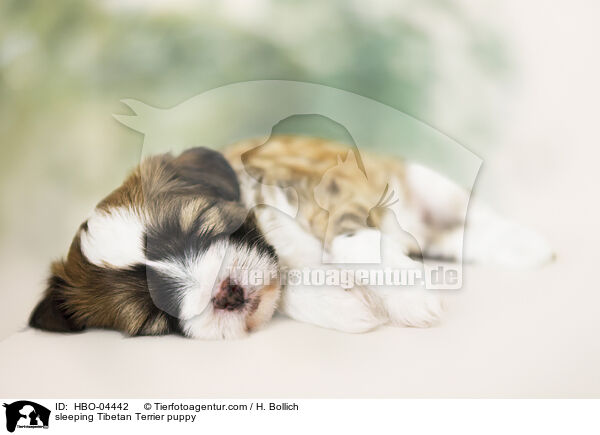 sleeping Tibetan Terrier puppy / HBO-04442