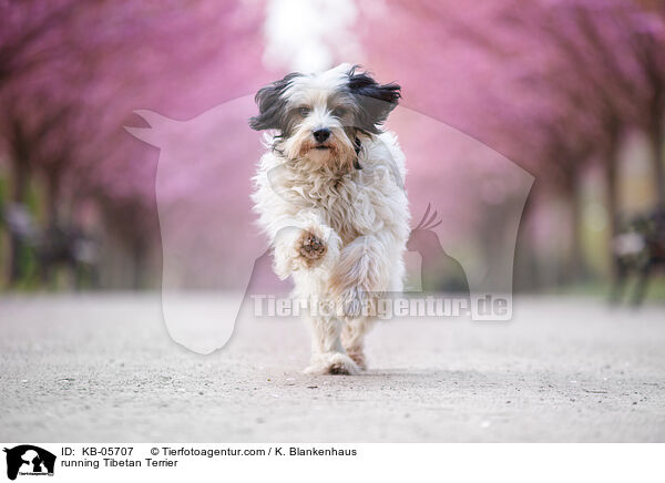 running Tibetan Terrier / KB-05707