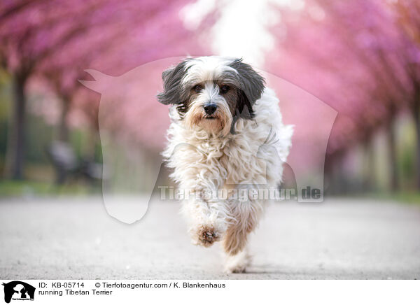 running Tibetan Terrier / KB-05714