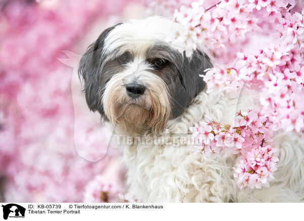 Tibetan Terrier Portrait / KB-05739