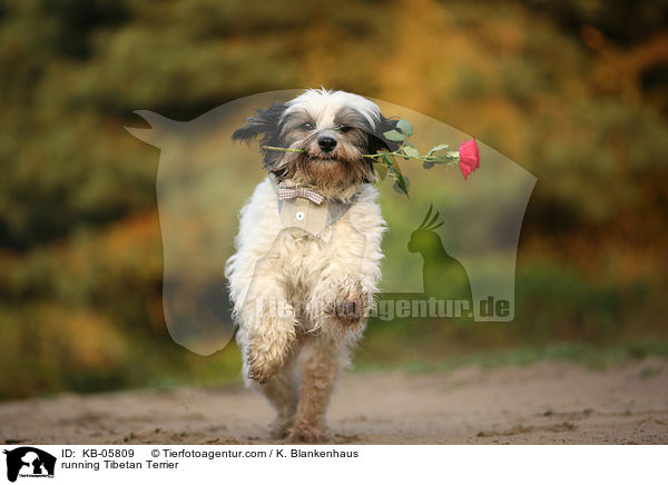 running Tibetan Terrier / KB-05809