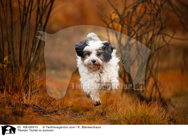 Tibet-Terrier im Herbst / Tibetan Terrier in autumn / KB-06910