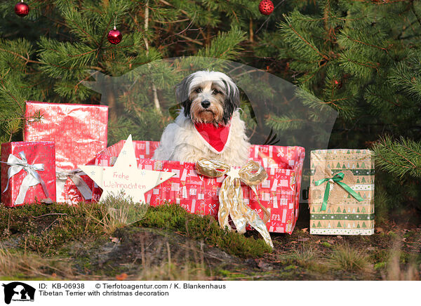 Tibet-Terrier mit Weihnachtsdeko / Tibetan Terrier with christmas decoration / KB-06938