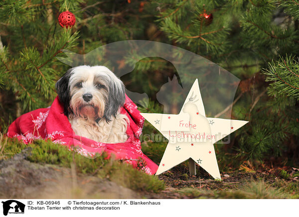 Tibet-Terrier mit Weihnachtsdeko / Tibetan Terrier with christmas decoration / KB-06946