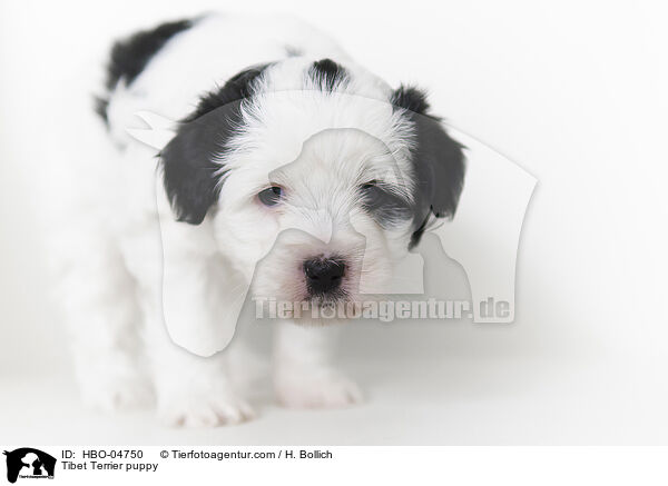 Tibet Terrier puppy / HBO-04750