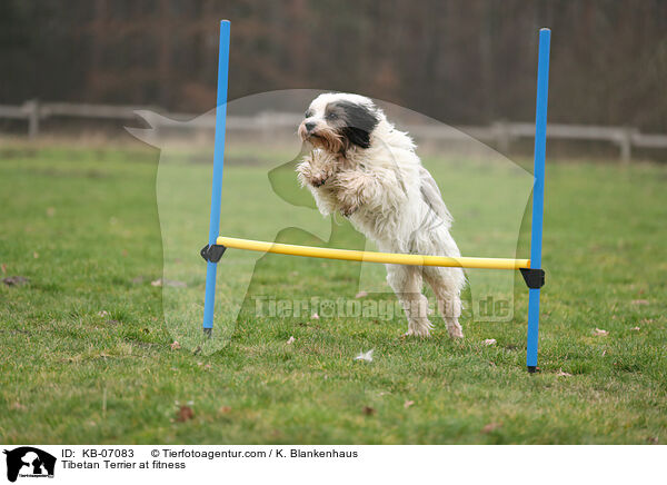 Tibetan Terrier at fitness / KB-07083