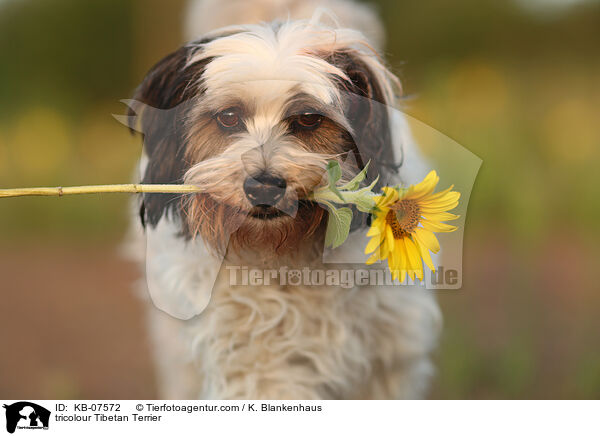 tricolour Tibetan Terrier / KB-07572