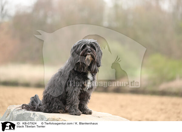 black Tibetan Terrier / KB-07924