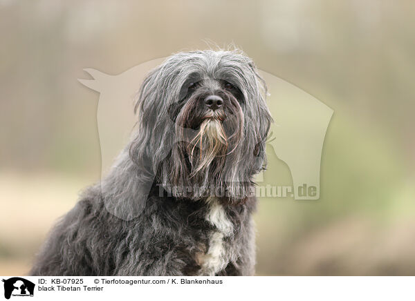 black Tibetan Terrier / KB-07925