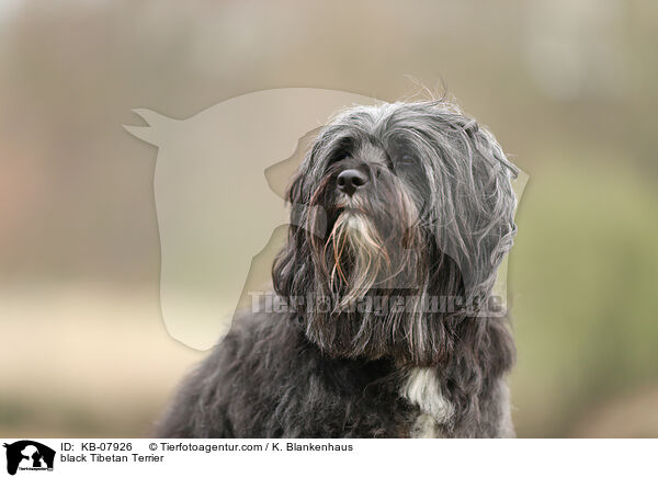 black Tibetan Terrier / KB-07926