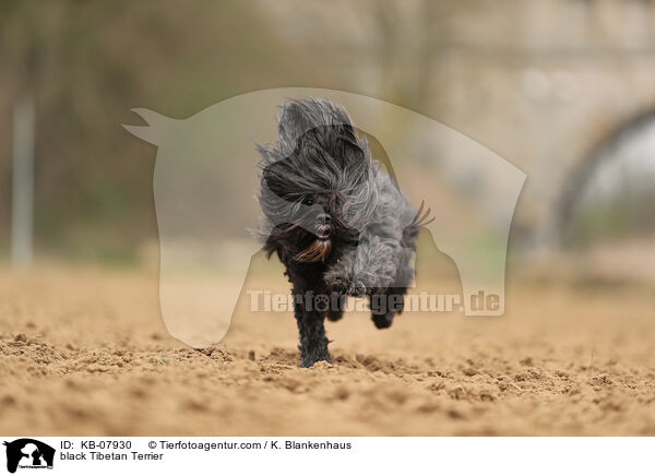 black Tibetan Terrier / KB-07930
