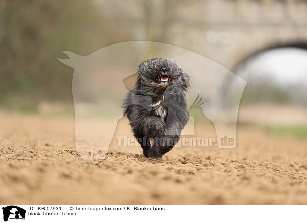 black Tibetan Terrier / KB-07931