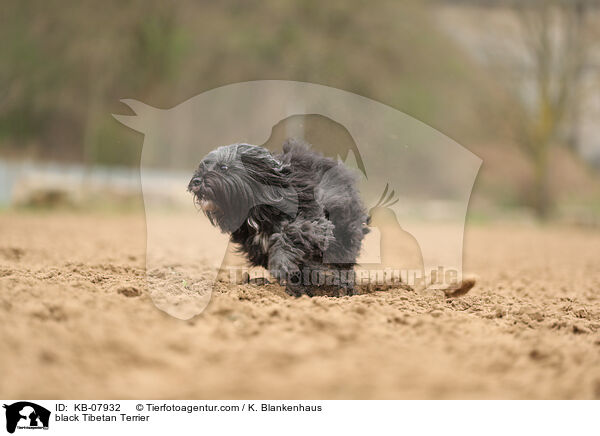 black Tibetan Terrier / KB-07932