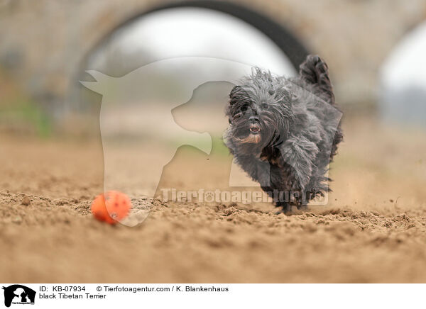 black Tibetan Terrier / KB-07934