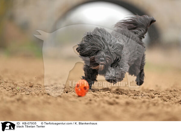 black Tibetan Terrier / KB-07935
