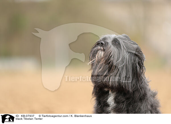black Tibetan Terrier / KB-07937