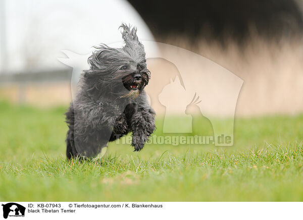 black Tibetan Terrier / KB-07943