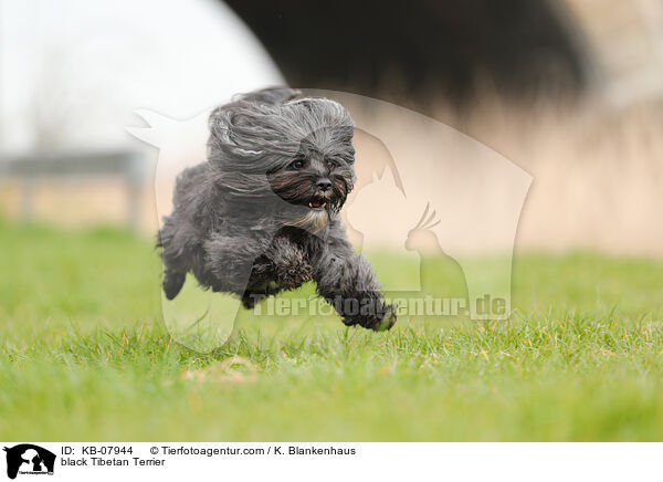black Tibetan Terrier / KB-07944