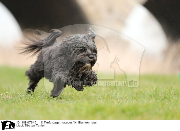 black Tibetan Terrier / KB-07945