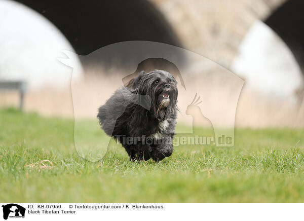 black Tibetan Terrier / KB-07950