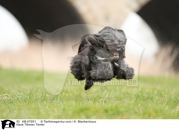 black Tibetan Terrier / KB-07951
