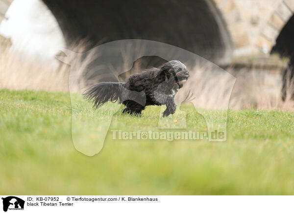 black Tibetan Terrier / KB-07952