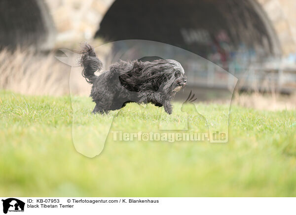 black Tibetan Terrier / KB-07953