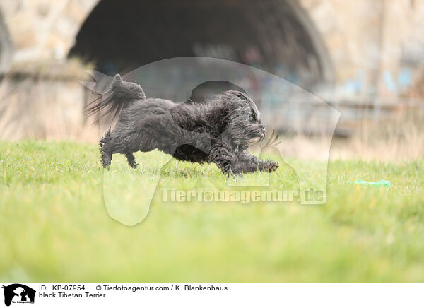 black Tibetan Terrier / KB-07954