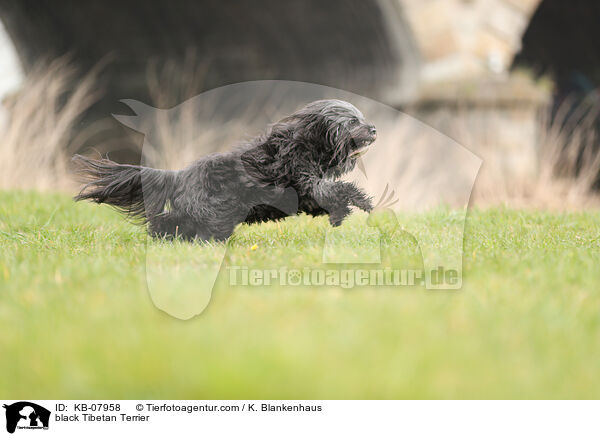 black Tibetan Terrier / KB-07958