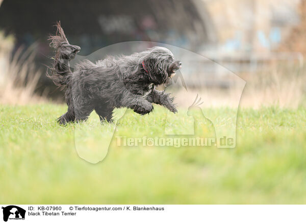 black Tibetan Terrier / KB-07960