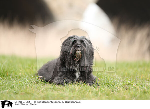 black Tibetan Terrier / KB-07964