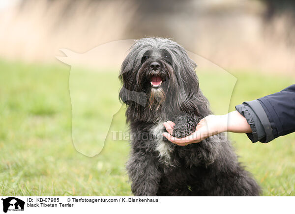 black Tibetan Terrier / KB-07965