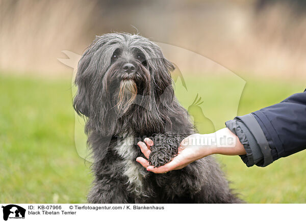 black Tibetan Terrier / KB-07966