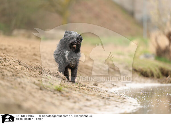 black Tibetan Terrier / KB-07967