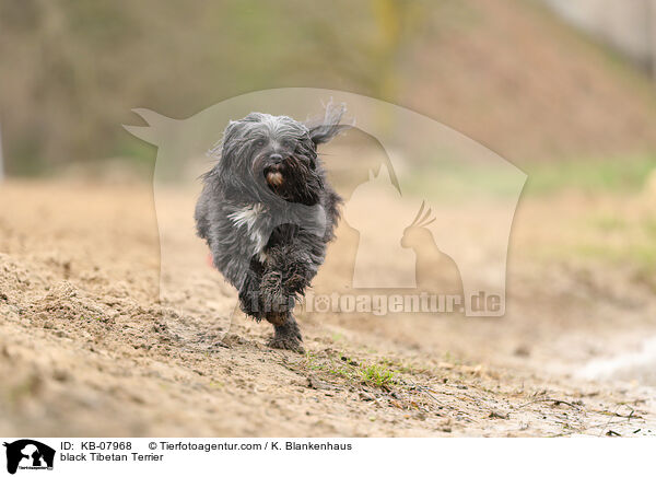 black Tibetan Terrier / KB-07968
