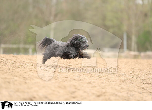 black Tibetan Terrier / KB-07969