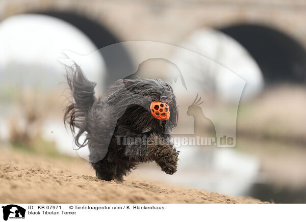 black Tibetan Terrier / KB-07971