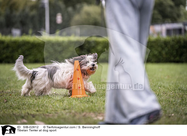 Tibetan Terrier at dog sport / SIB-02812