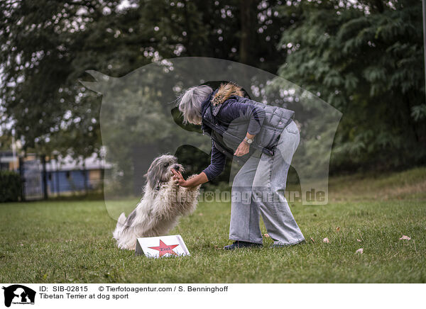 Tibetan Terrier at dog sport / SIB-02815