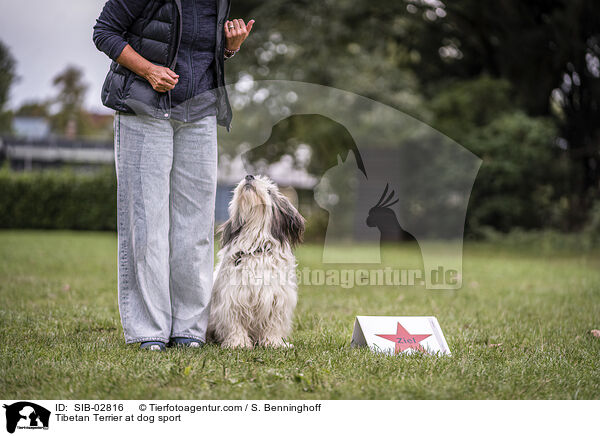 Tibetan Terrier at dog sport / SIB-02816