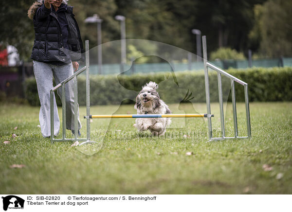 Tibetan Terrier at dog sport / SIB-02820