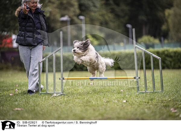 Tibetan Terrier at dog sport / SIB-02821