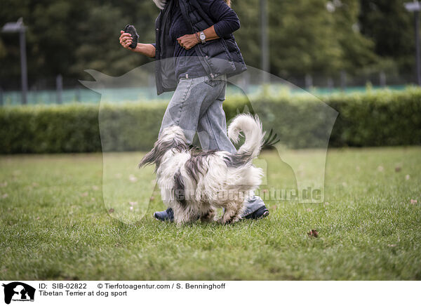 Tibetan Terrier at dog sport / SIB-02822