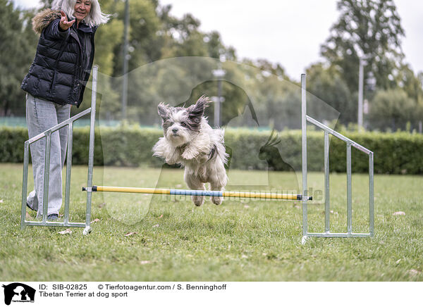 Tibetan Terrier at dog sport / SIB-02825