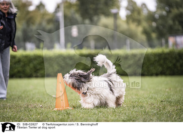 Tibetan Terrier at dog sport / SIB-02827