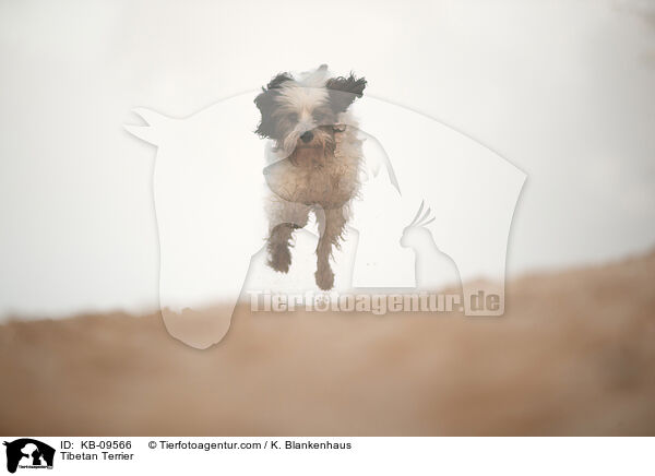 Tibetan Terrier / KB-09566