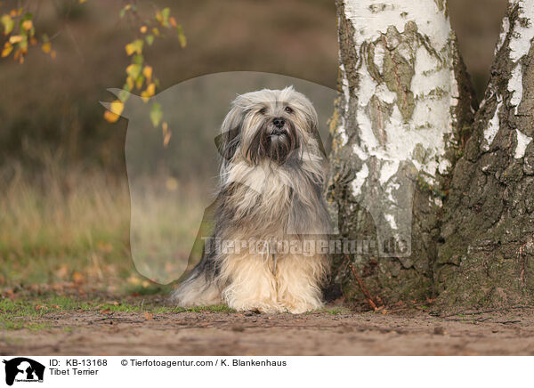 Tibet Terrier / KB-13168